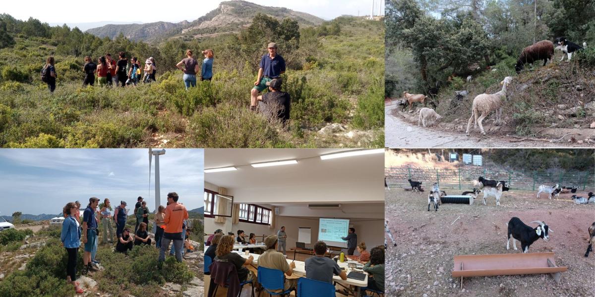 Recull fotogràfic setmana silvopastura